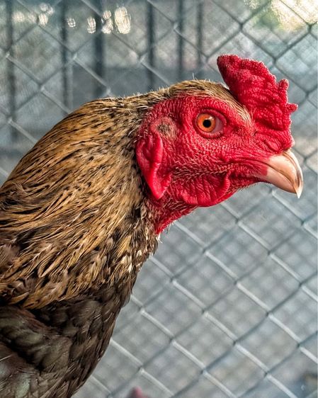 ไก่ชน รูปที่ 5