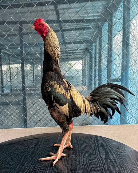 ไก่ชน รูปที่ 2