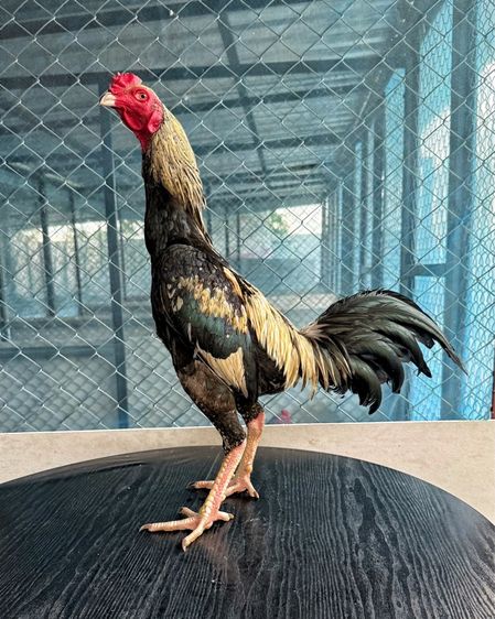 ไก่ชน รูปที่ 6