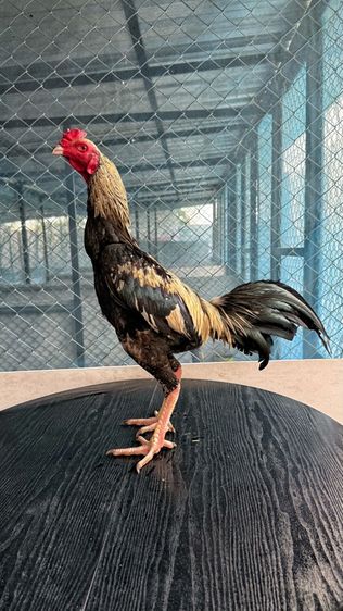 ไก่ชน รูปที่ 7