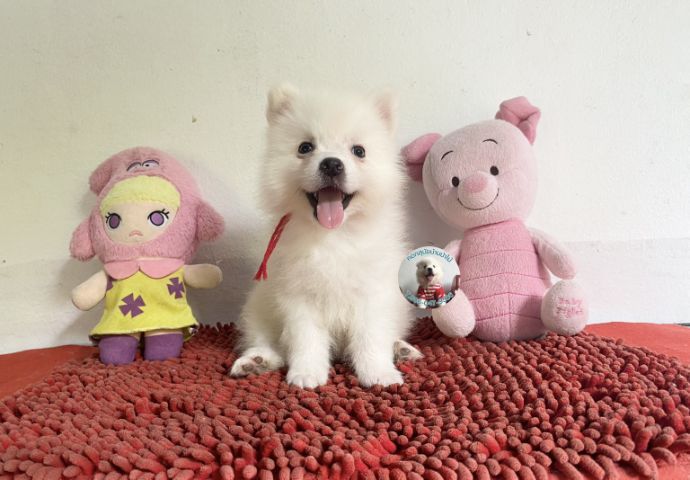 ลูกสปิตซ์ตัวผู้ หล่อมาก กินเก่ง วัคซีนแล้ว รูปที่ 4