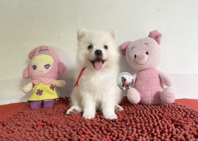 ลูกสปิตซ์ตัวผู้ หล่อมาก กินเก่ง วัคซีนแล้ว รูปที่ 5