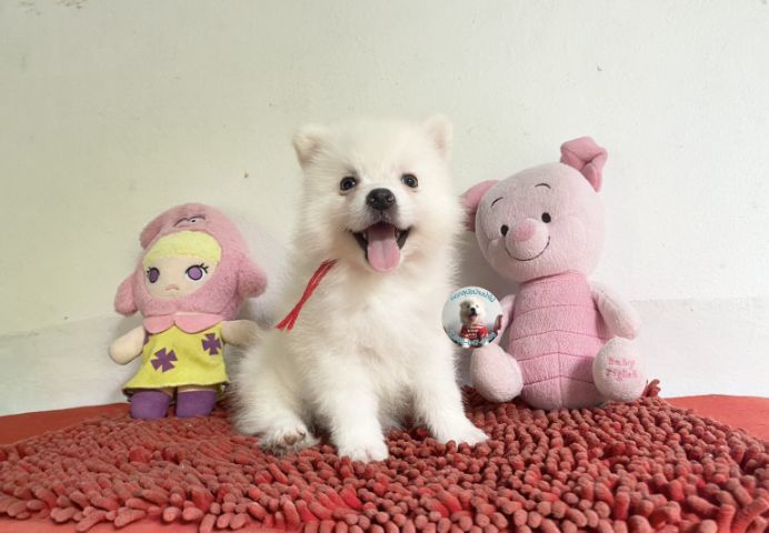 ลูกสปิตซ์ตัวผู้ หล่อมาก กินเก่ง วัคซีนแล้ว รูปที่ 6