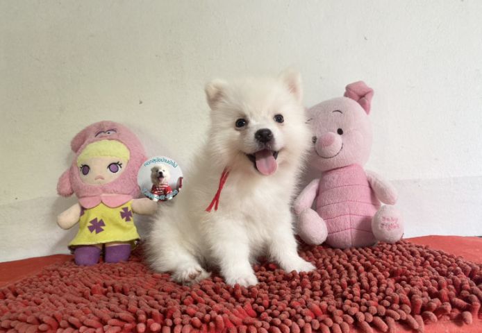 ลูกสปิตซ์ตัวผู้ หล่อมาก กินเก่ง วัคซีนแล้ว รูปที่ 3