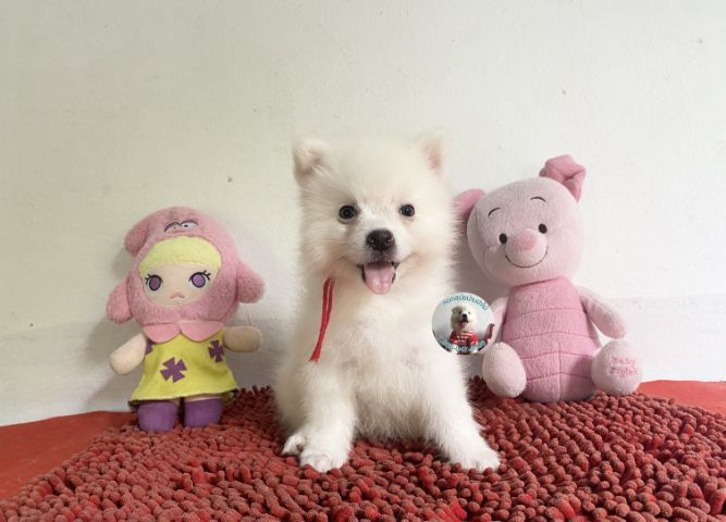 ลูกสปิตซ์ตัวผู้ หล่อมาก กินเก่ง วัคซีนแล้ว รูปที่ 2