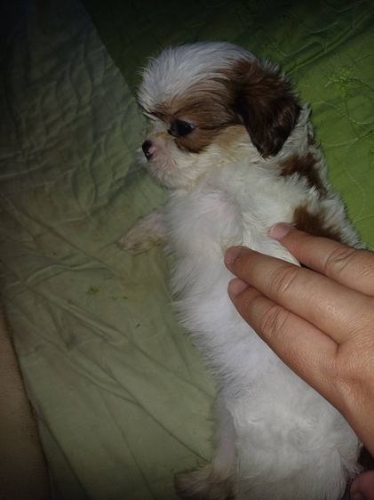 ชิสุ (Shih Tzu) เล็ก สุนัขชิสุ