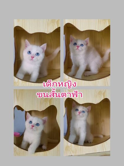 สก๊อตติช2เดือนตาสองสี ตาฟ้า สีส้ม