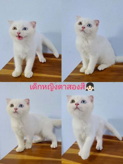 สก๊อตติช2เดือนตาสองสี ตาฟ้า สีส้ม รูปที่ 2