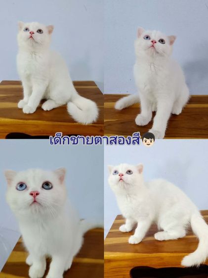 สก๊อตติช2เดือนตาสองสี ตาฟ้า สีส้ม รูปที่ 4