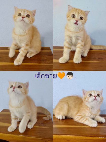 สก๊อตติช2เดือนตาสองสี ตาฟ้า สีส้ม รูปที่ 3
