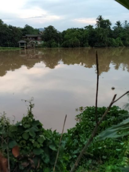 ขายที่ดินพร้อมตึกนกนางแอ่น และ บ้านเดี่ยว 1 หลังติดแม่น้ำตาปี รูปที่ 2