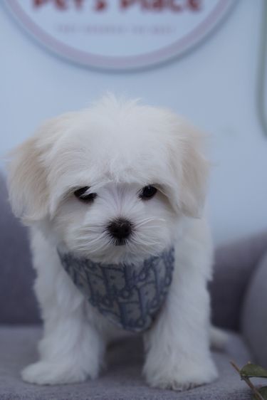 น้องหมามอลทีส