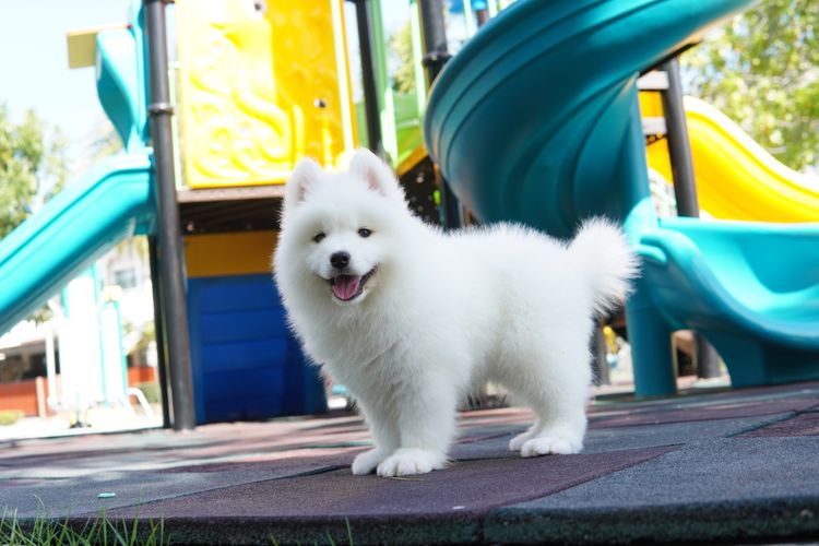 ลูก Samoyed ( ซามอยด์ )  ผู้ พร้อมย้ายบ้าน