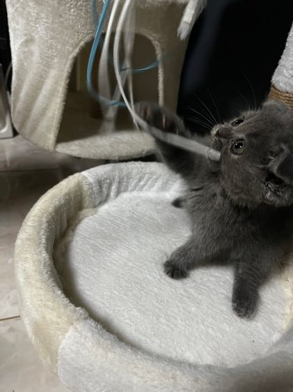 สก็อตติช โฟลด์ (Scottish Fold) น้องสก็อตติสเป็นเพศเมีย 