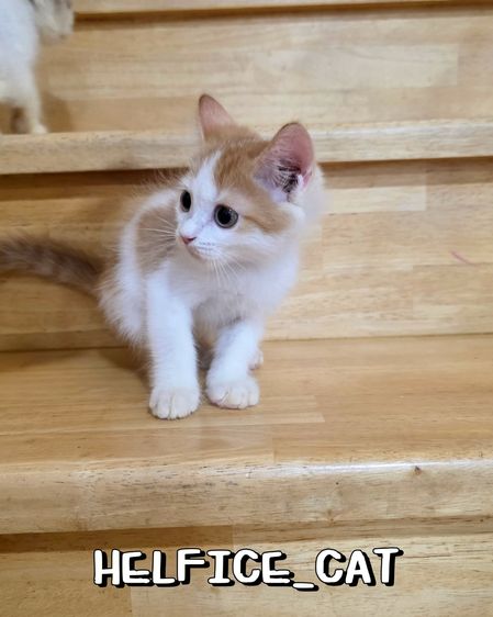 แจกฟรีค่ะ พอดีทำหมันแม่น้องไม่ทัน รูปที่ 4