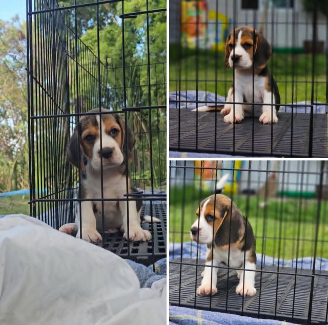 บีเกิล (Beagle) เล็ก ลูกสุนัขบีเกิ้ลเพศผู้ 