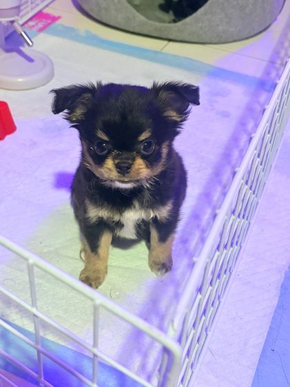 ชิวาวา (Chihuahua) เล็ก ลูกชิวาว่า