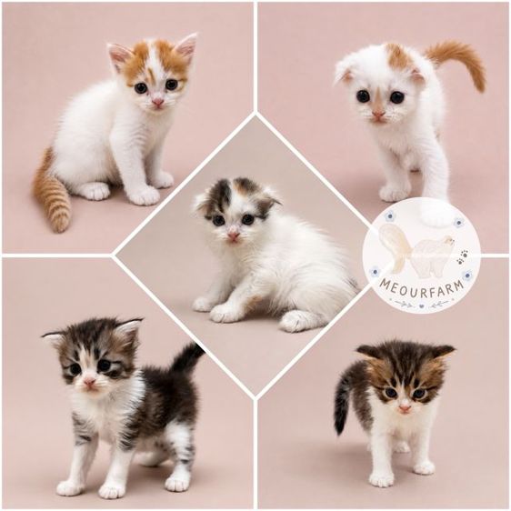 สก็อตติช โฟลด์ (Scottish Fold) เปิดจองลูกแมวสกอตทิศโฟร์