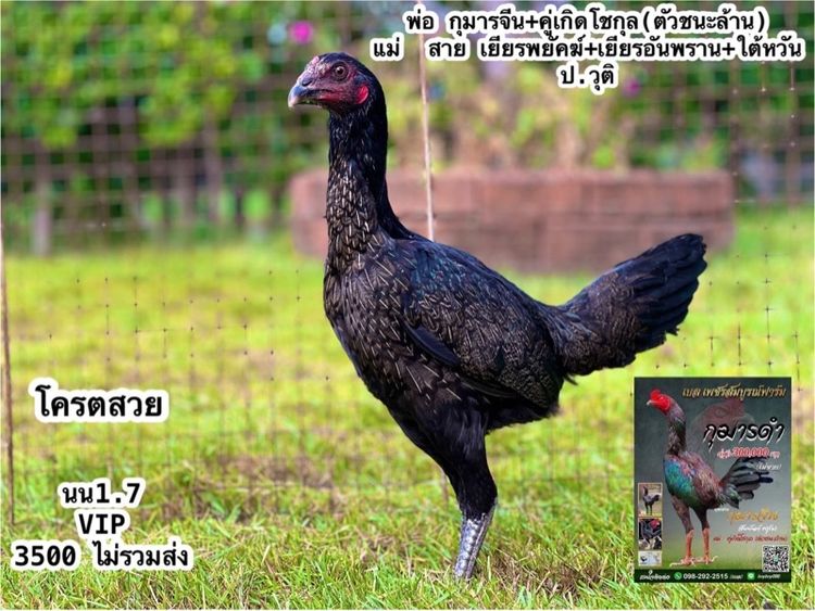 แบ่งไก่สาวหลานกุมารจีน สายชัยยัน สมีสุวรรน รูปที่ 2