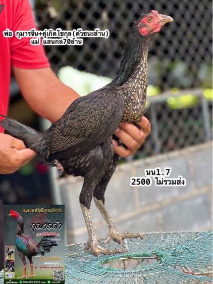 แบ่งไก่สาวหลานกุมารจีน สายชัยยัน สมีสุวรรน รูปที่ 7