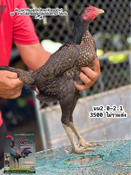 แบ่งไก่สาวหลานกุมารจีน สายชัยยัน สมีสุวรรน รูปที่ 5