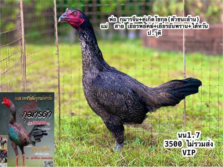 แบ่งไก่สาวหลานกุมารจีน สายชัยยัน สมีสุวรรน