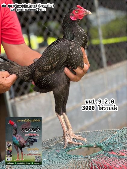 แบ่งไก่สาวหลานกุมารจีน สายชัยยัน สมีสุวรรน รูปที่ 3