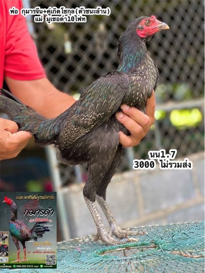 แบ่งไก่สาวหลานกุมารจีน สายชัยยัน สมีสุวรรน รูปที่ 9