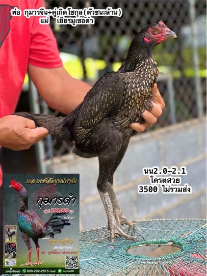 แบ่งไก่สาวหลานกุมารจีน สายชัยยัน สมีสุวรรน รูปที่ 8