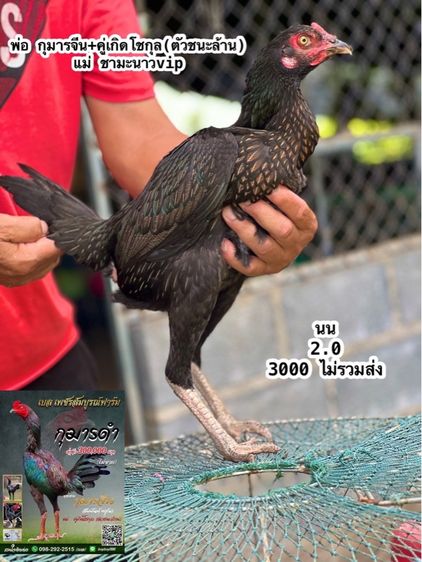 แบ่งไก่สาวหลานกุมารจีน สายชัยยัน สมีสุวรรน รูปที่ 4