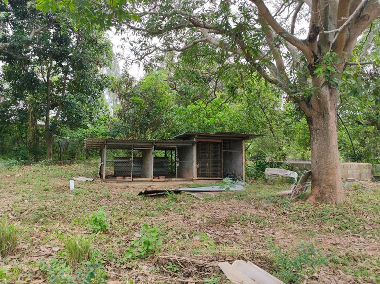 ที่ดินพร้อมบ้านสวนทำเลดีติดถนนลาดยาง