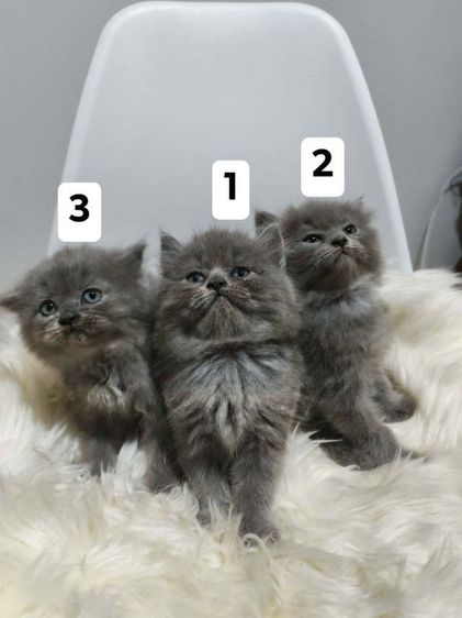 เปอร์เชียแท้