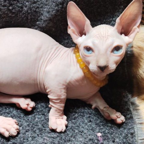 สฟิงซ์ (Sphynx) ขาสั้นตาฟ้าเพศชาย