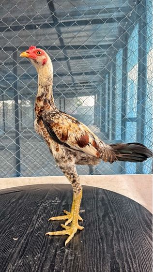 ไก่ชน รูปที่ 8
