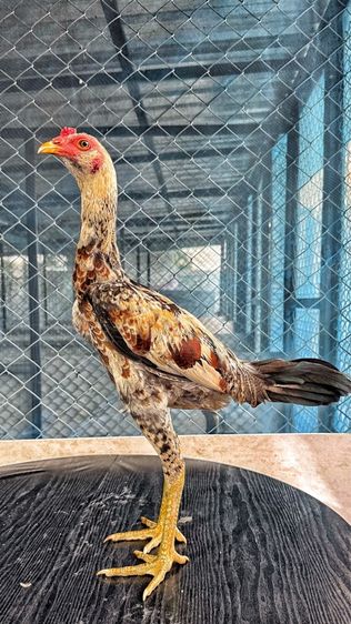 ไก่ชน รูปที่ 3