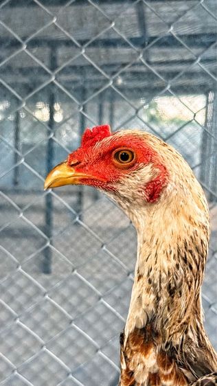 ไก่ชน รูปที่ 5