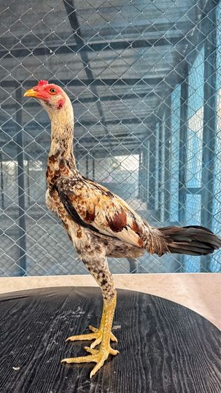 ไก่ชน