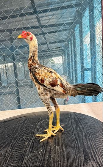 ไก่ชน รูปที่ 7