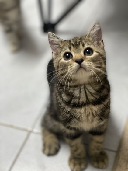 สก็อตติช โฟลด์ (Scottish Fold) สก็อตติชแท้เลี้ยงระบบปิด