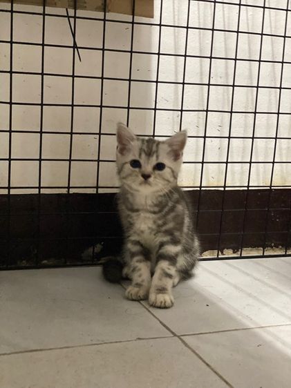 สก็อตติช โฟลด์ (Scottish Fold) สก็อตติชเลี้ยงระบบปิด