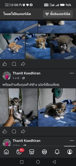 เเมวเปอร์เซียเเท้ครับ