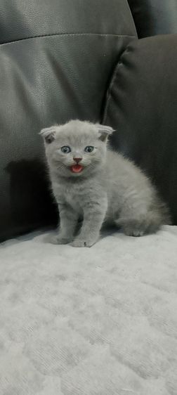 สก็อตติช โฟลด์ (Scottish Fold) สก๊อตติช เพศเมีย สีบลู หูพับ อายุ 2 เดือน พร้อมย้ายบ้าน วัคซีนรวม หัด หวัด แมว ถ่ายพะยาธิ ราคา 5900 บาท พิกัด สระบุรี 