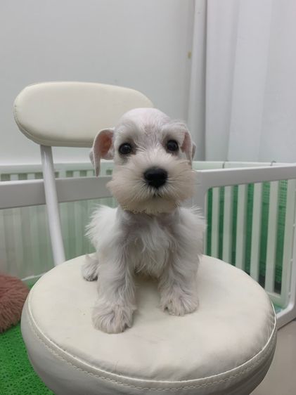 ชเนาเซอร์ (Schnauzer) เล็ก เชนาเซอร์ ขาว