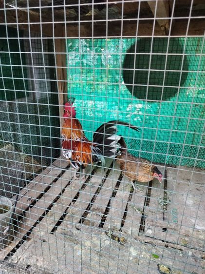 ไก่เเจ้ 1 คู่ 500