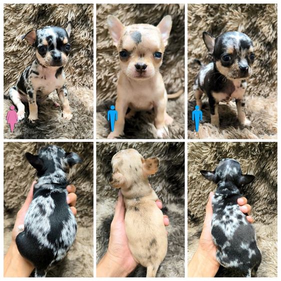 ชิวาวา (Chihuahua) เล็ก ชิวาวา