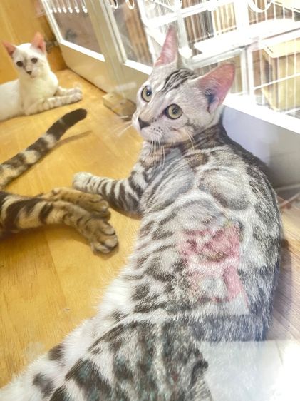 เบงกอล (Bengal House Cat) แมวเบงกอล สีSilver 
