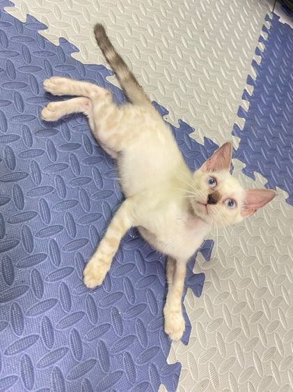 เบงกอล (Bengal House Cat) ลูกแมวเบงกอลแท้