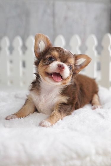 ชิวาวา (Chihuahua) เล็ก ว้าวชิวาวา กทม. ชิวาวาแท้ วัคซีนแล้วทุกตัว มีบริการส่งค่ะ