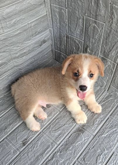 คอร์กี้ (Corgi) กลาง ขายลูกสุนัขคอร์กี้แท้