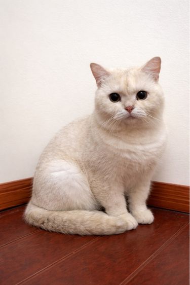บริติช ชอร์ตแฮร์ (British Shorthair) แมวบริติช ช็อตแฮร์